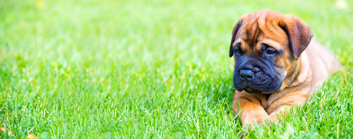 Jordan Dog Names Popular Male and Female Names Wag!